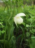 Cypripedium macranthos. Верхняя часть цветущего растения (Cypripedium macranthos Sw. var. flavum Mandl). Приморский край, Октябрьский р-н, окр. с. Гранатовка, разреженные заросли кустарников. 21.05.2025.