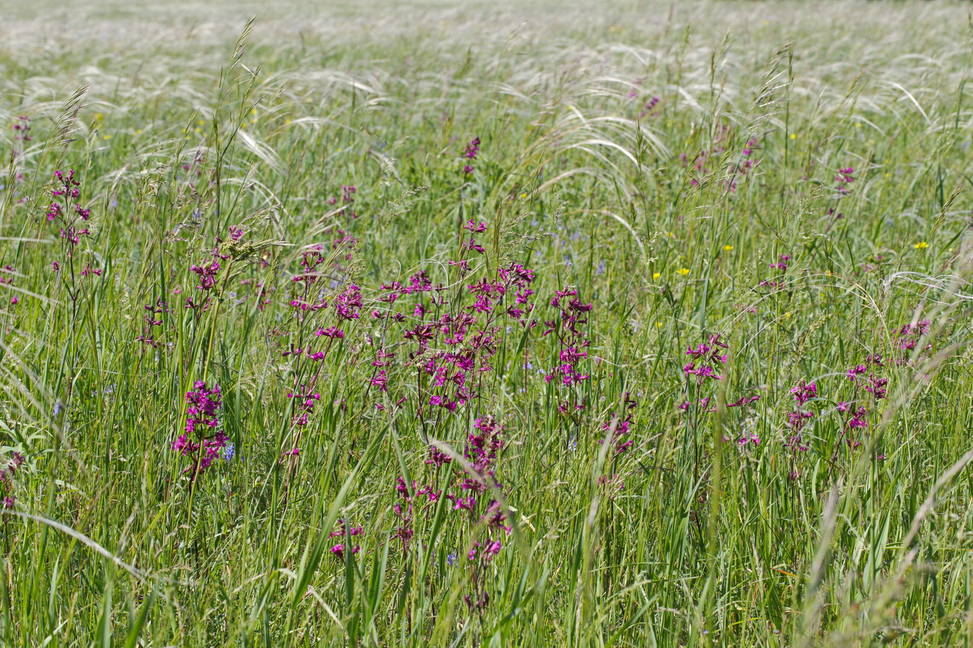 Изображение особи Viscaria vulgaris.