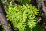 Sorbus aucuparia subspecies glabrata. Молодые листья. Мурманск, Октябрьский р-н, в культуре. 31.05.2025.