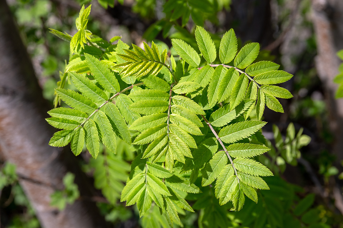 Image of Sorbus aucuparia ssp. glabrata specimen.