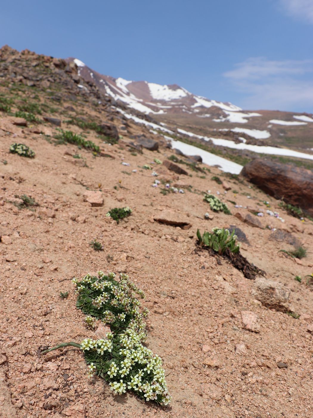 Image of Parrya saxifraga specimen.