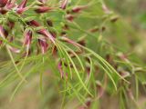 Poa bulbosa ssp. vivipara