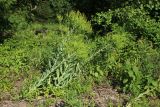 Isatis tinctoria