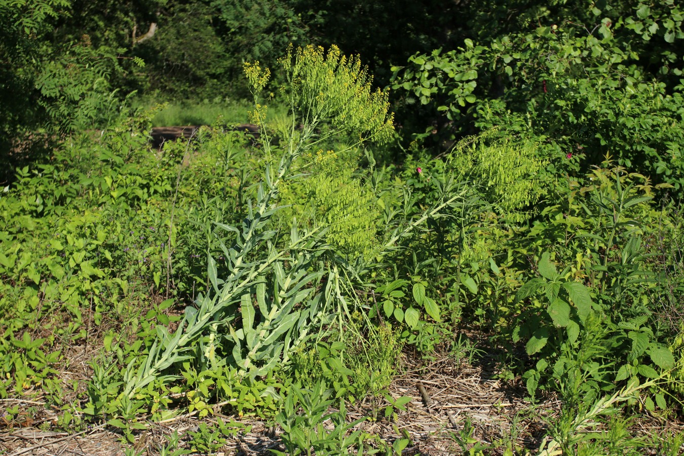Image of Isatis tinctoria specimen.