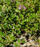 род Thymus
