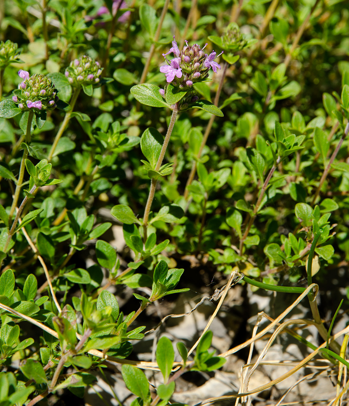 Image of genus Thymus specimen.