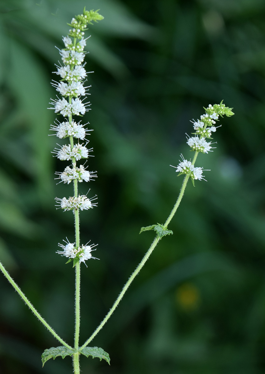 Изображение особи Mentha suaveolens.