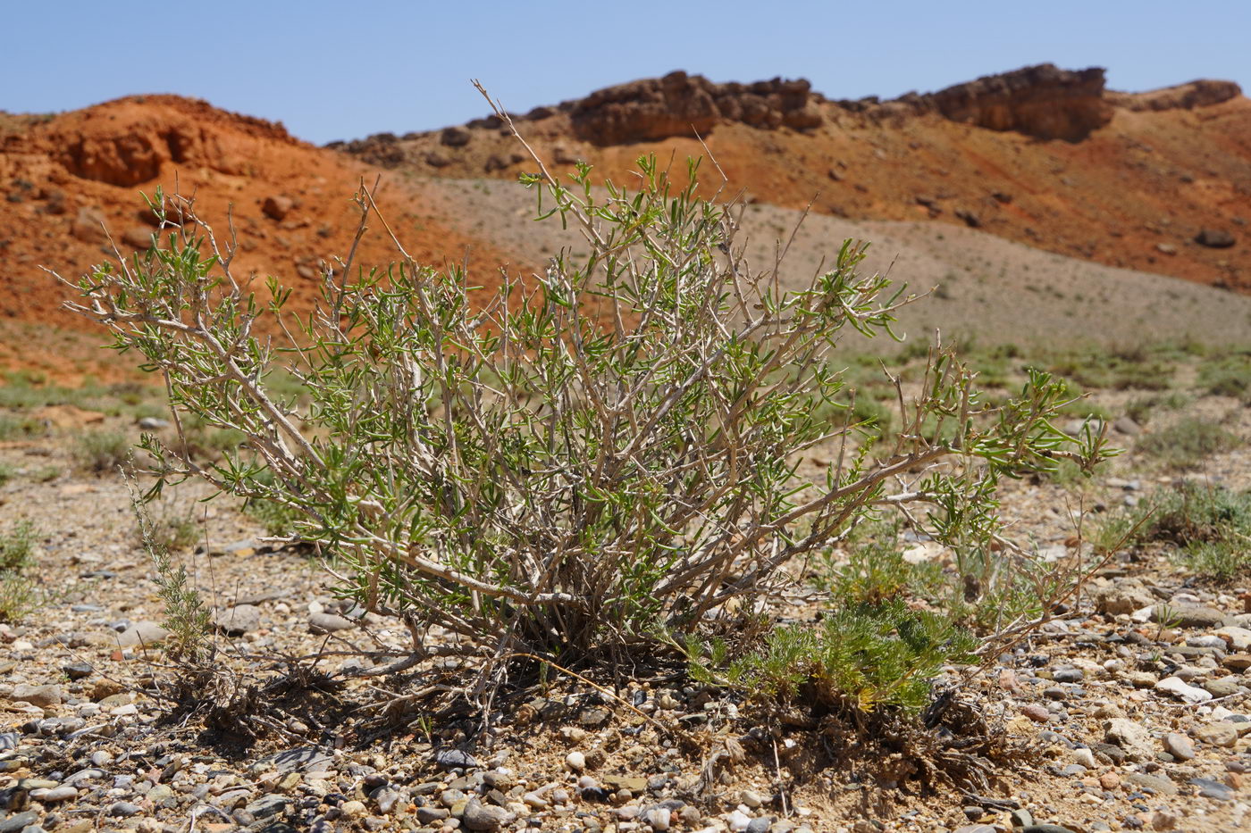 Изображение особи род Salsola.