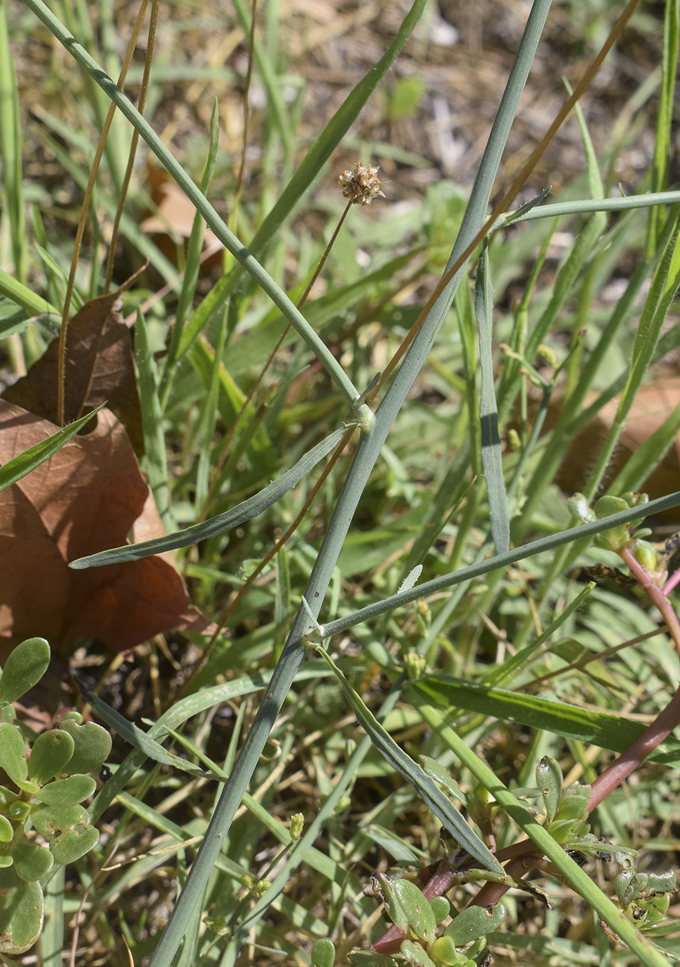 Image of Chondrilla juncea specimen.