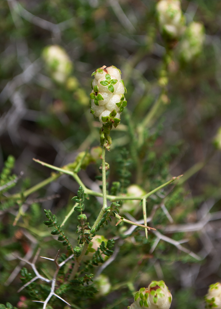 Изображение особи Sarcopoterium spinosum.