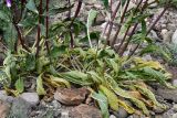 Phlomoides zenaidae