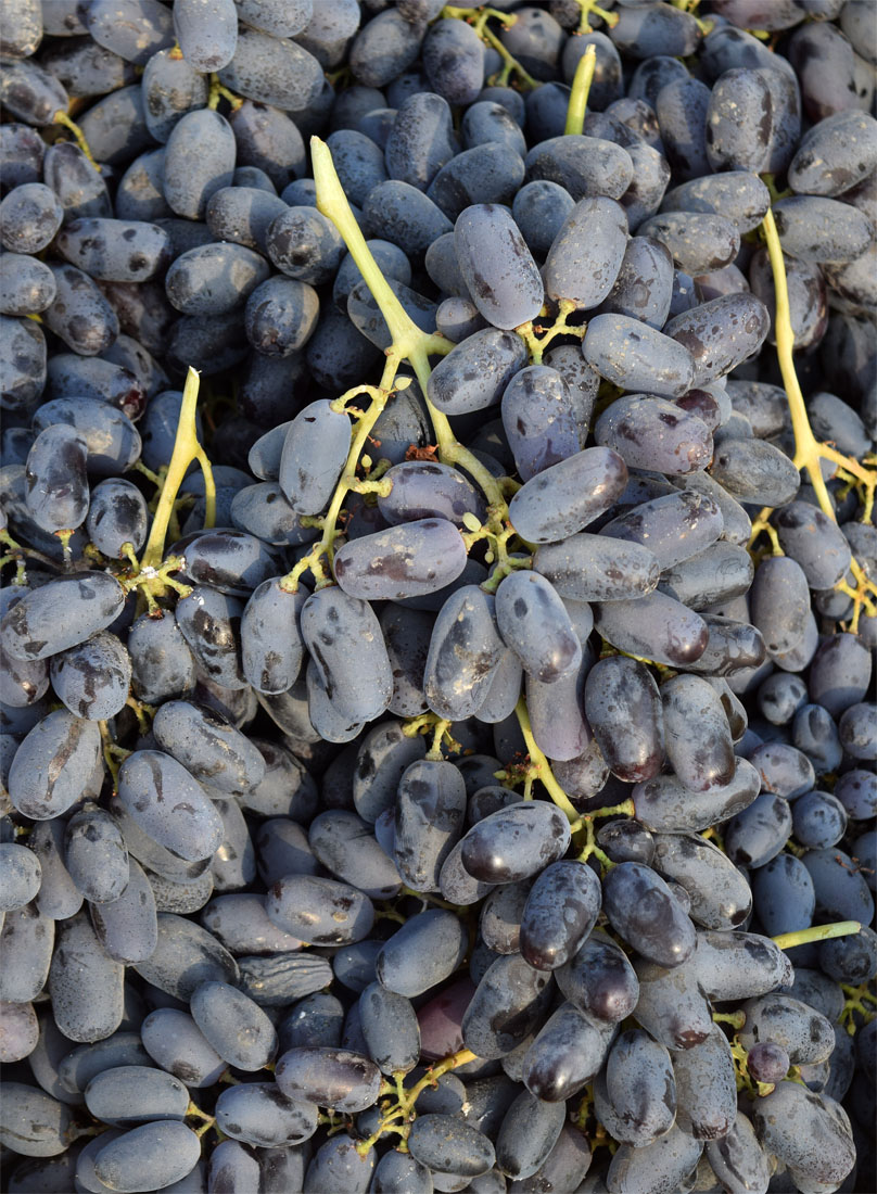 Image of Vitis vinifera specimen.