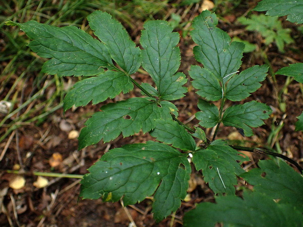 Image of Cimicifuga simplex specimen.