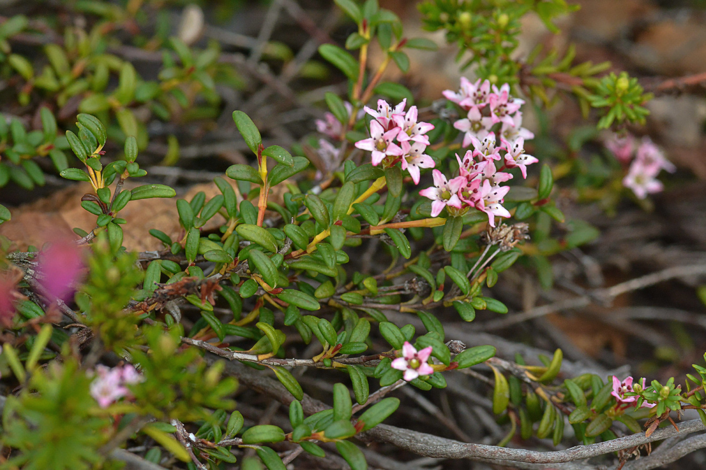 Изображение особи Loiseleuria procumbens.