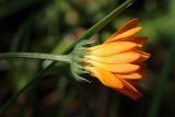 Calendula officinalis. Соцветие. Беларусь, Витебская обл., пос. Езерище, используемая как стихийная свалка старая выемка грунта среди суходольного луга. 13.08.2025.