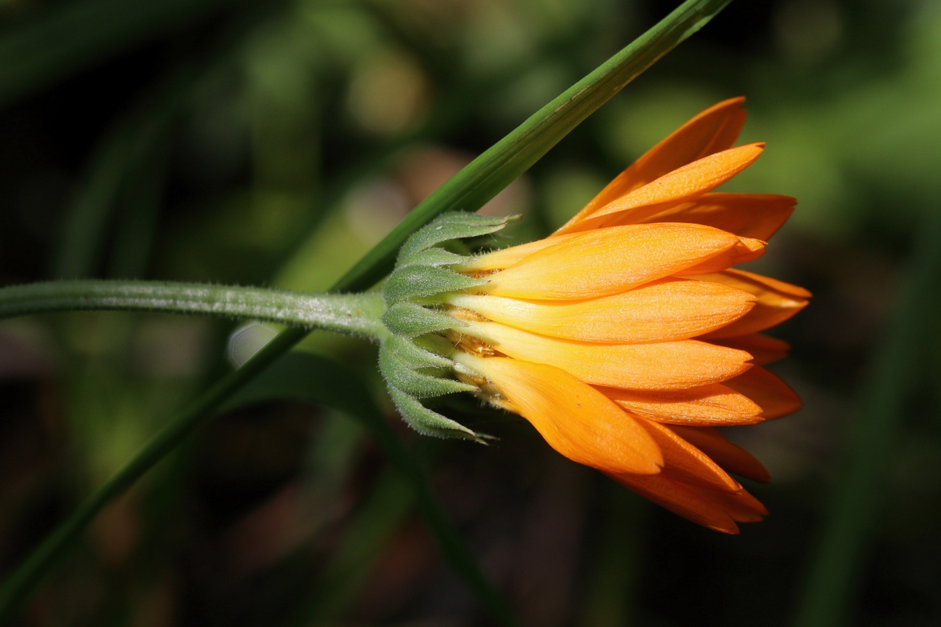 Image of Calendula officinalis specimen.