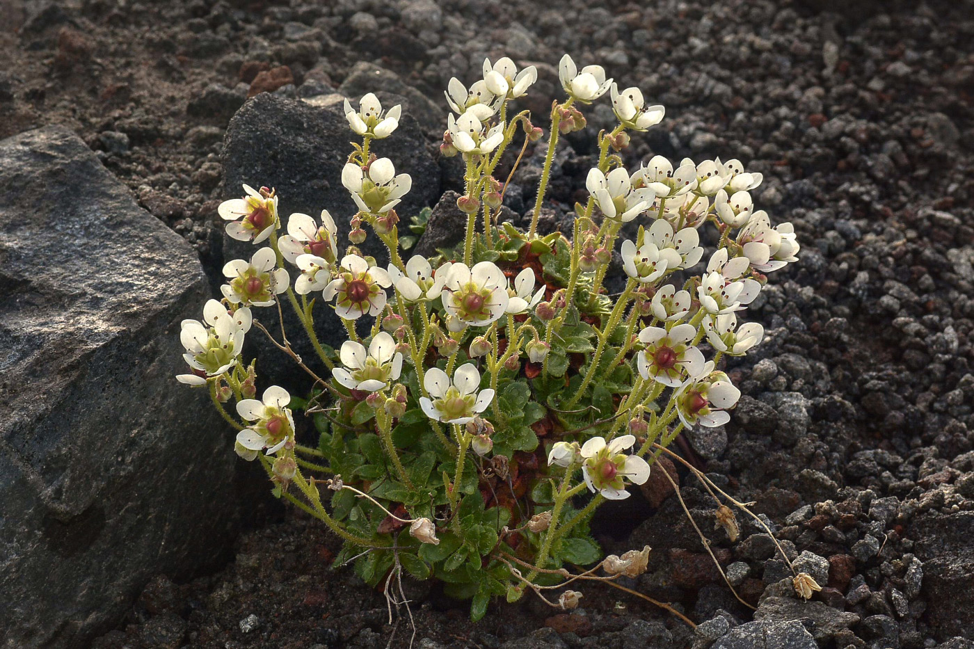 Изображение особи Micranthes merkii.