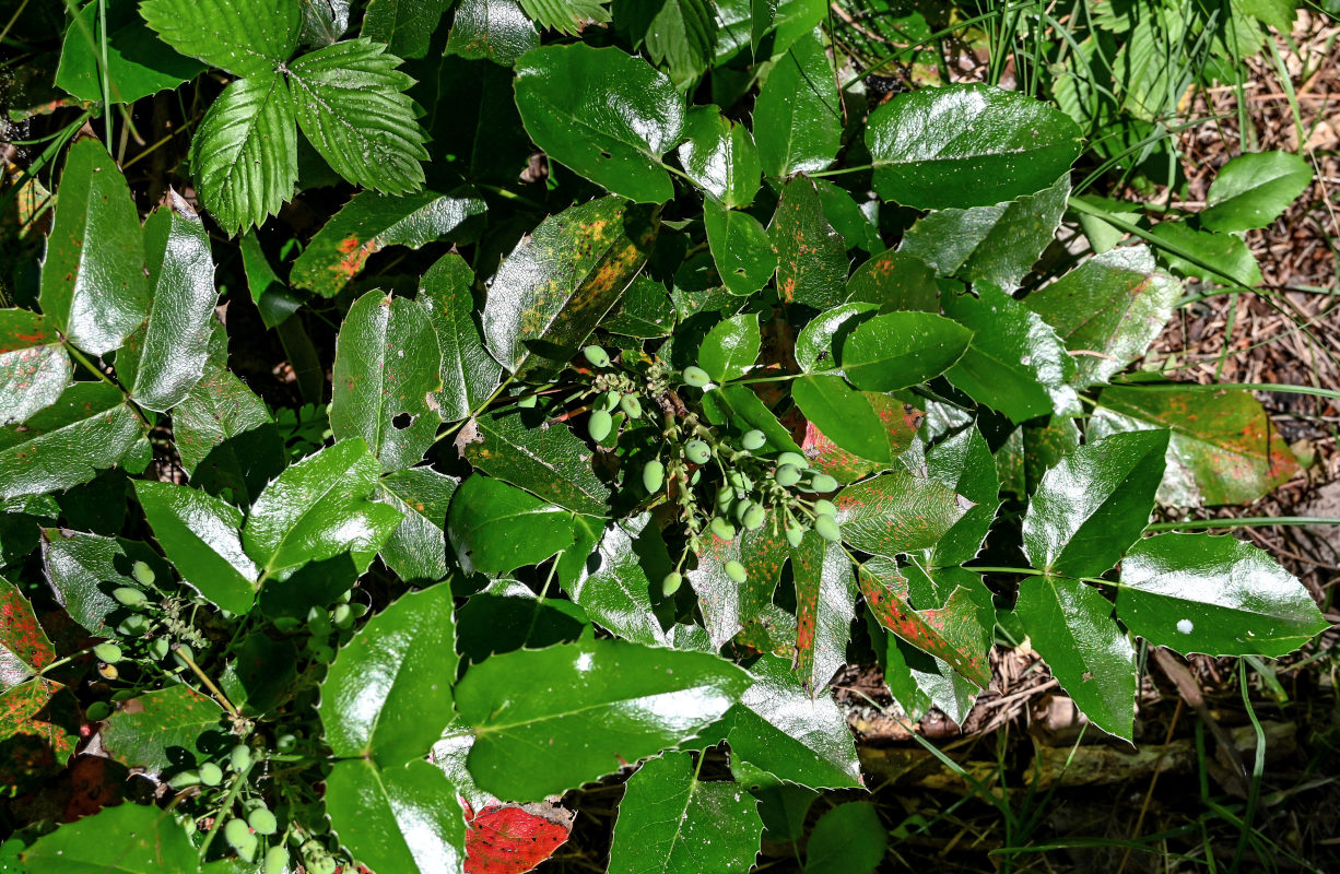 Изображение особи Mahonia aquifolium.