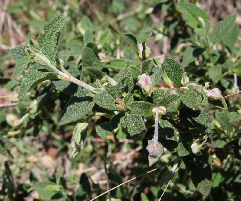 Image of Cistus salviifolius specimen.