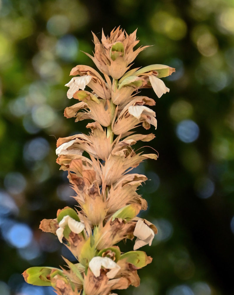 Image of Acanthus mollis specimen.