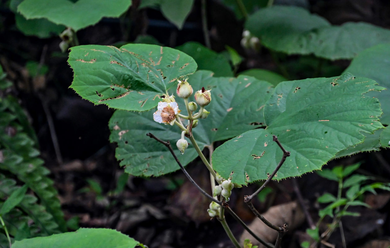 Изображение особи Rubus irenaeus.