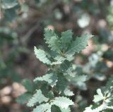 Quercus brantii. Верхушка веточки. Листья. Турция, ил Ширнак, окр. Шеноба, дубовая роща. 25 мая 2025 г.