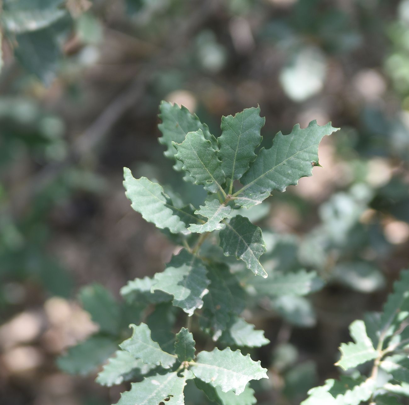 Изображение особи Quercus brantii.