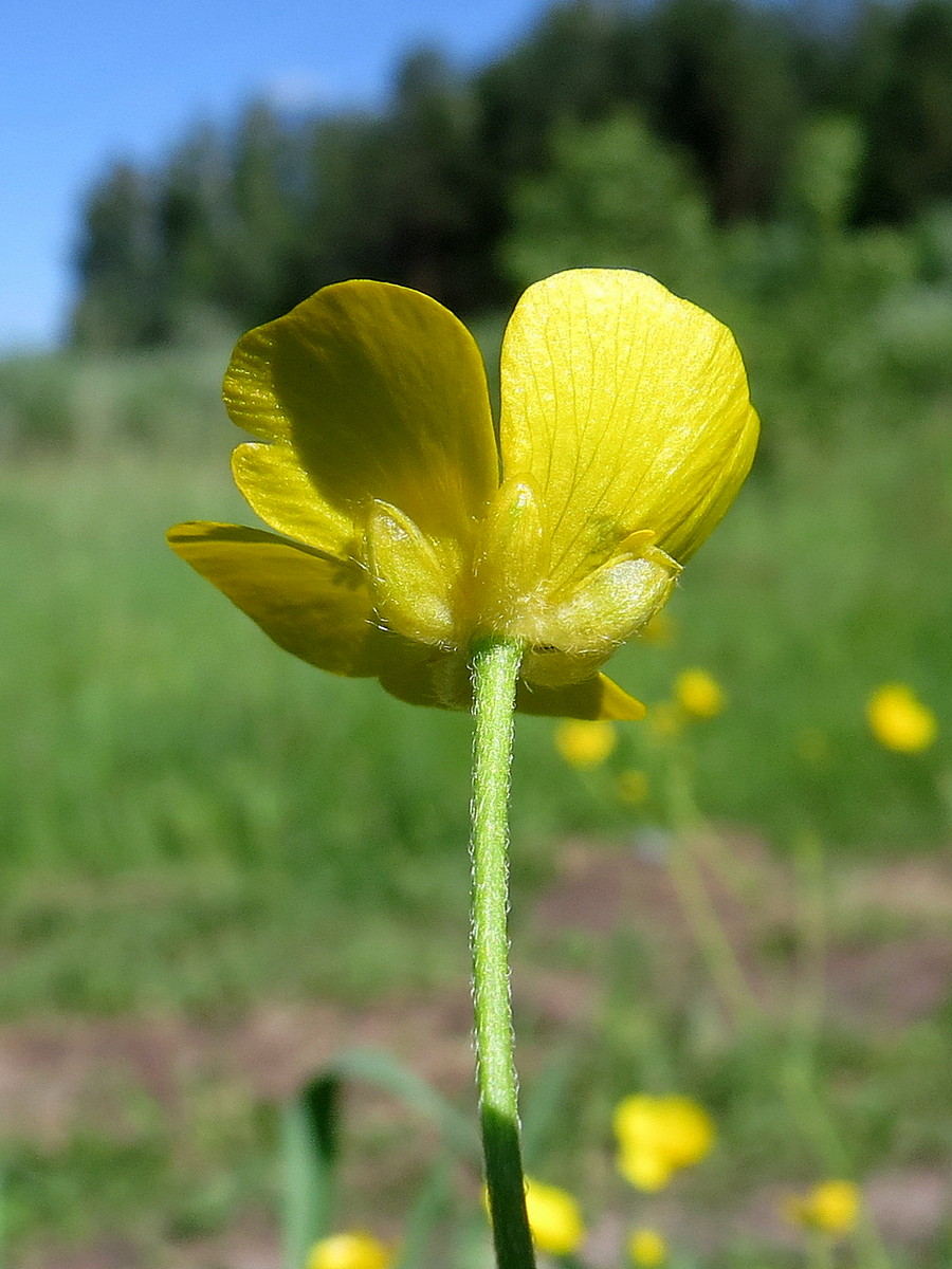 Image of Ranunculus acris specimen.