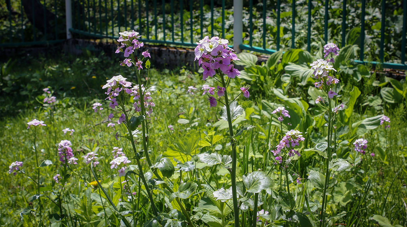 Изображение особи Cardamine seidlitziana.