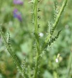 unknown species. Часть побега. Турция, ил Карс, р-н Кагызман, правый берег р. Акчай в 1,5 км ниже дер. Акчай, выс. 1160 м н.у.м., луг. 27 мая 2025 г.