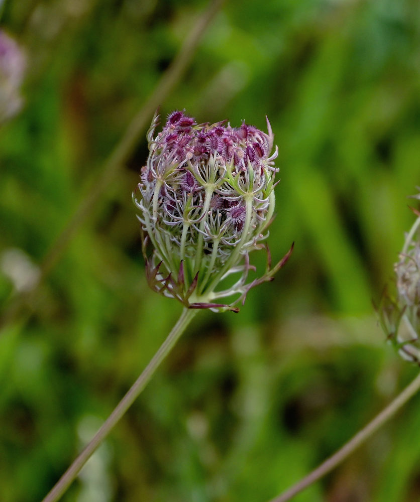 Image of Daucus carota specimen.