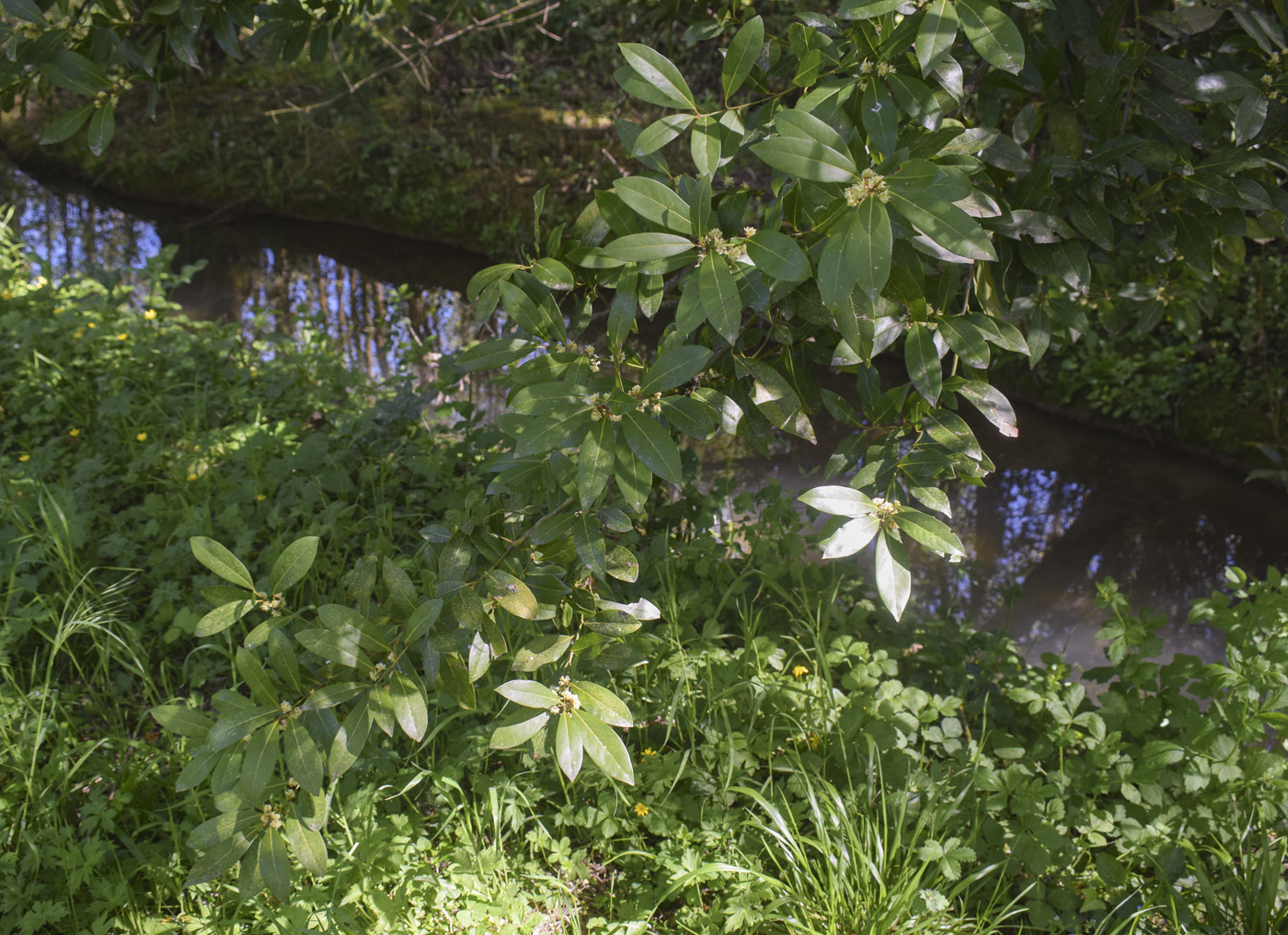Image of Laurus nobilis specimen.