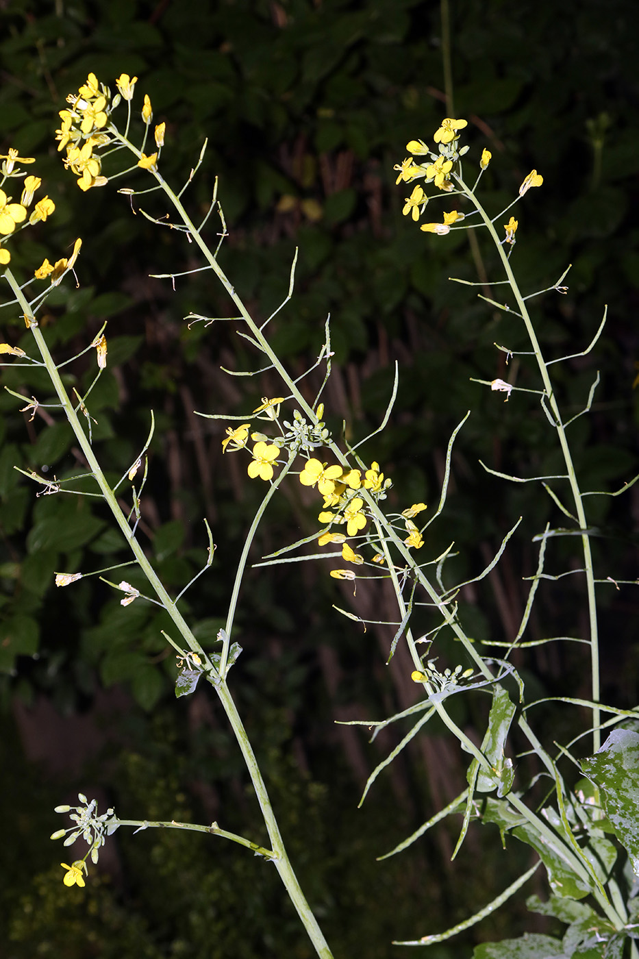Image of Brassica napus specimen.