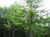 Larix cajanderi. Молодые деревья. Сахалин, окр. г. Южно-Сахалинска. Август 2010 г.