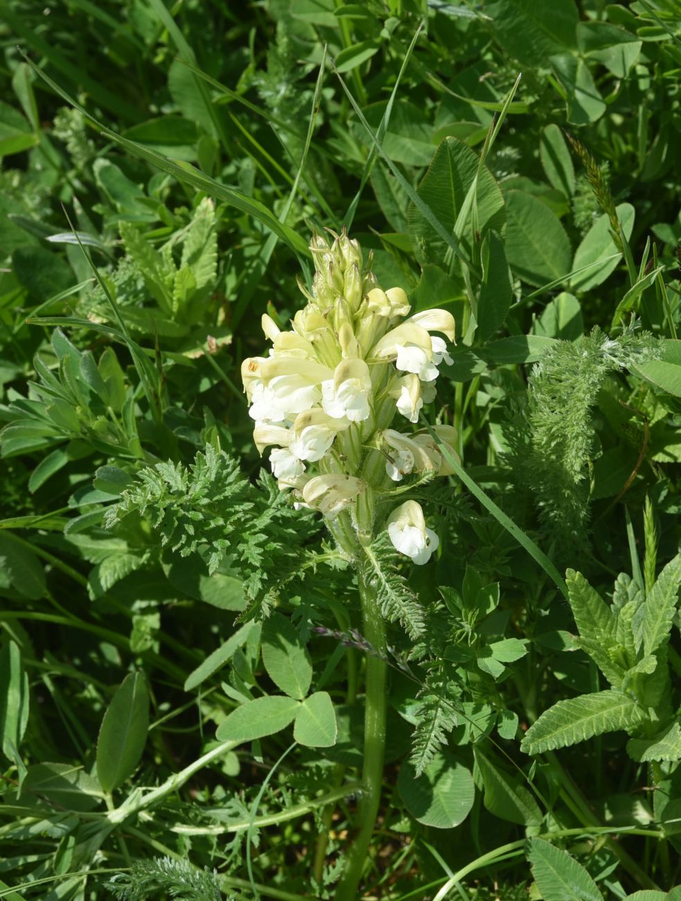 Изображение особи Pedicularis sibthorpii.