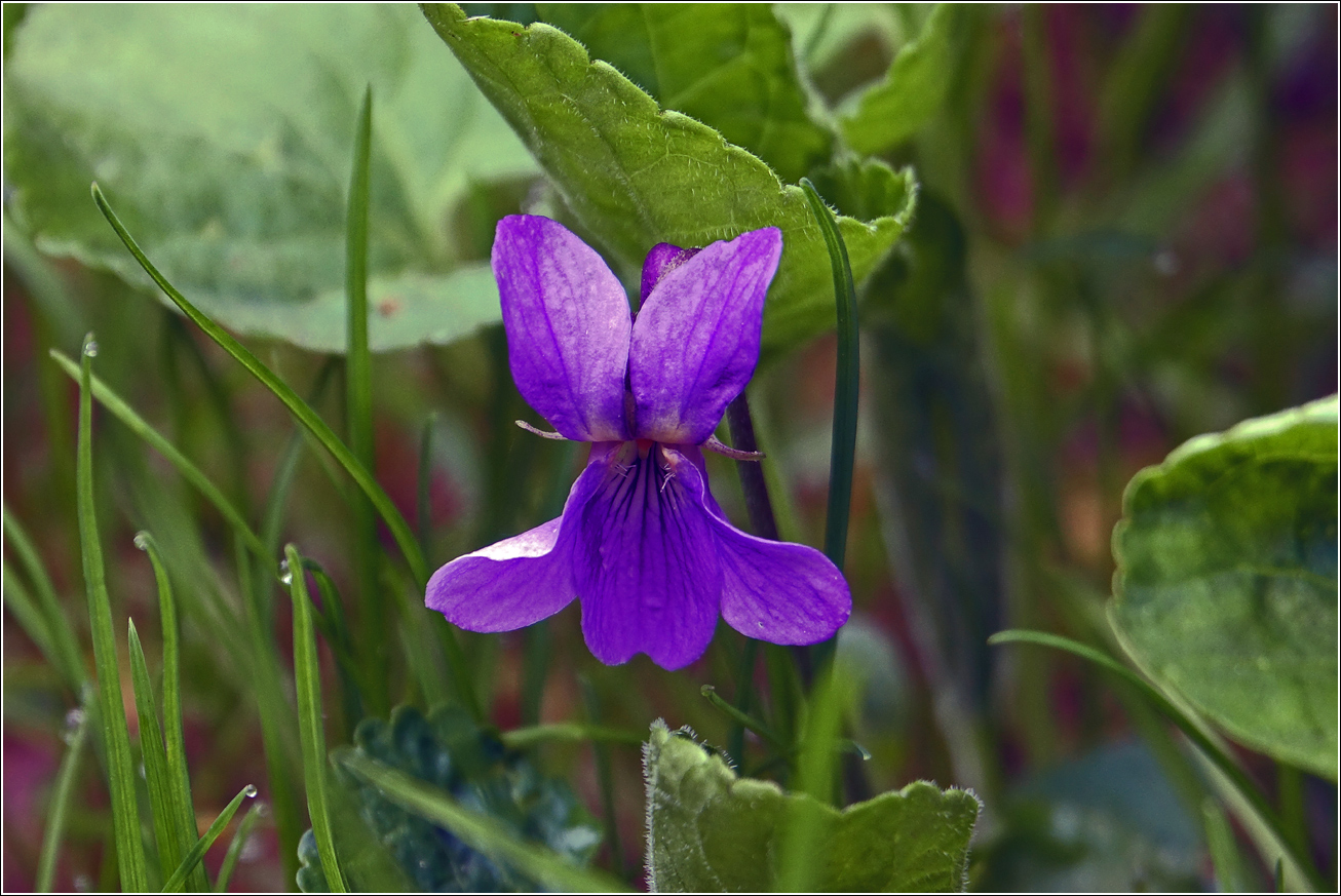 Изображение особи Viola odorata.