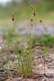 Carex korshinskyi