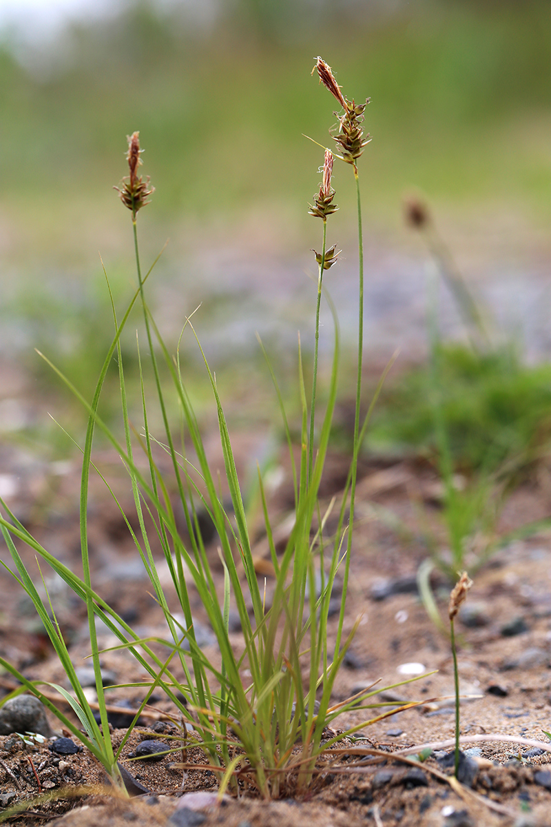 Image of Carex korshinskyi specimen.