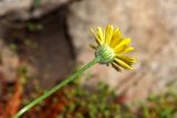 Erigeron linearis