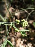 Caulophyllum robustum. Верхушка побега с соцветиями с бутонами. Хабаровский край, г. Комсомольск-на-Амуре, дол. р. Силинка, лиственный лес. 20.05.2026.