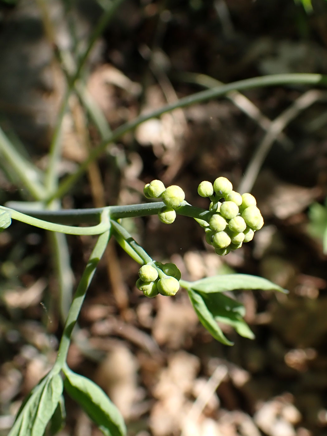 Image of Caulophyllum robustum specimen.
