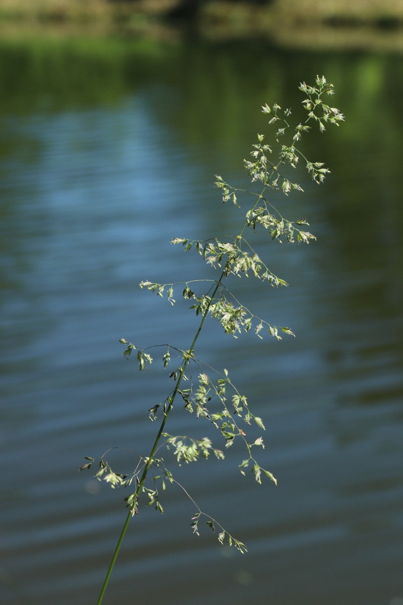 Изображение особи Poa angustifolia.