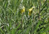genus Onosma. Цветущие растения. Крым, окр. г. Симферополь, поляна в дубовом редколесье. 17.05.2026.