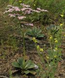 Goniolimon speciosum. Цветущее растение. Красноярский край, окр. г. Красноярск, Николаевская сопка, южный склон, луг. 08.07.2026.