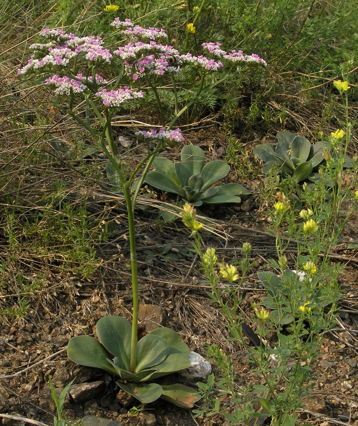 Изображение особи Goniolimon speciosum.
