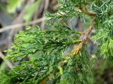 Juniperus davurica. Часть ветви с женскими стробилами. Хабаровский край, Комсомольский р-н, с. Верхняя Эконь, скалистый берег р. Амур. 07.07.2026.