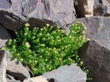 Rhodiola gelida. Цветущее растение. Таджикистан, Горно-Бадахшанская автономная обл., Рушанский р-н, хр. Музкол, окр. Сарезского оз., склон пика Обзорный, ≈ 4100 м н.у.м., подвижная каменистая осыпь остроугольных обломков. 24 июня 2026 г.