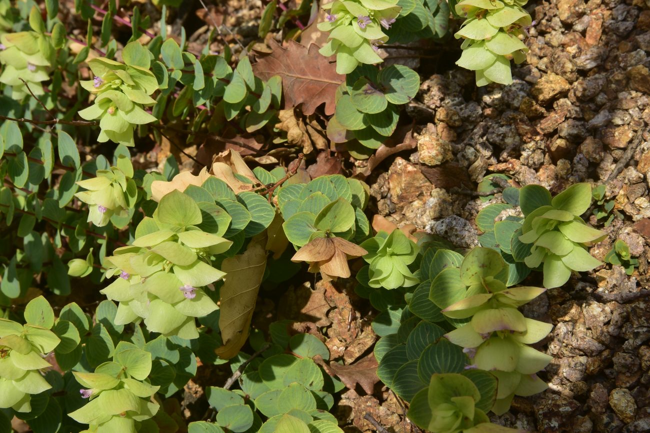 Image of Unknown species specimen.