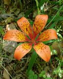 Lilium pensylvanicum. Цветок. Хабаровский край, окр. г. Комсомольск-на-Амуре, опушка смешанного леса. 21.06.2026.