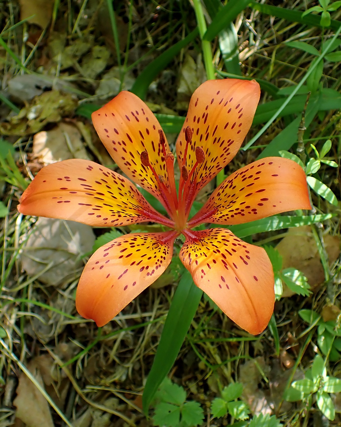 Image of Lilium pensylvanicum specimen.